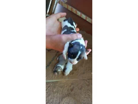 Anne baba küçük ırk fino köpeği yavruları