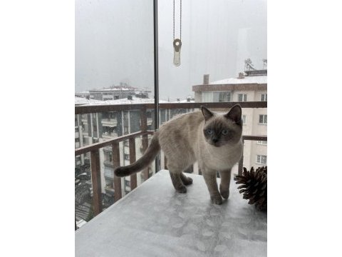 British shorthair kızımızı çiftleştirmeye eş arıyoruz