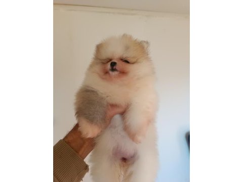 Pomeranian boo köpeğimiz