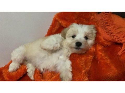İstanbul beyefendisi maltipoo yeni ailesini bekliyor