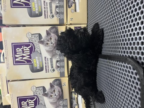 Irkının em güzel morkie örnekleri mağazamızdan
