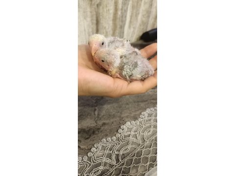 El besleme sevda papağanları
