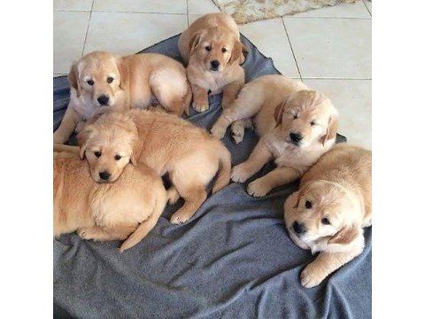 Golden retriever adrese teslim kapıda ödeme yapabilirsiniz