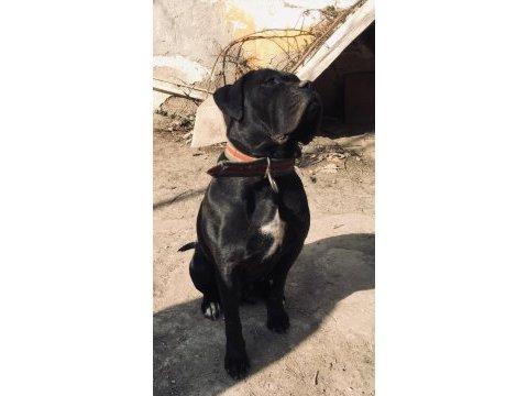A kalite soylu ırk cane corso