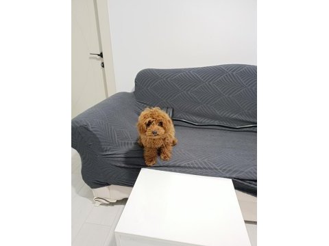 4.5 aylık dişi teacup poodle