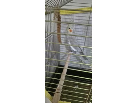 Sultan papağanı sahiplendirme (4 aylık)