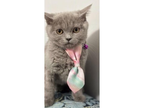 4 aylık dışı british shorthair