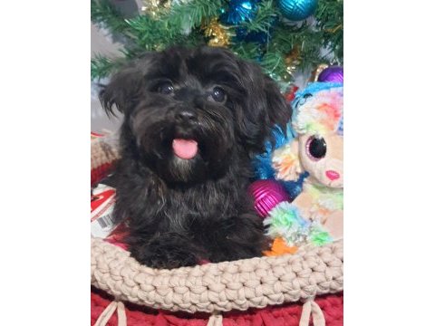 Poodle anne kore maltese baba orjinal maltipoo