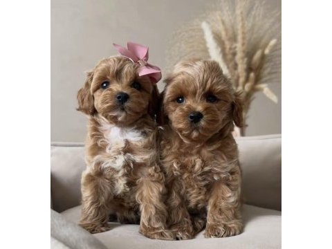 Maltipoo safkan köpeğimiz