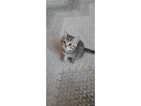 2 aylık erkek bebek british shorthair