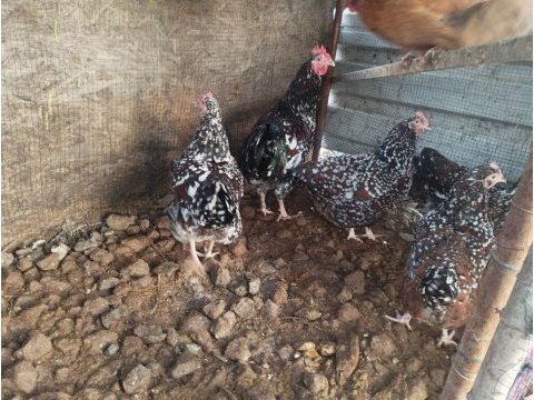 Speckleck susex kuluçkalık yumurta