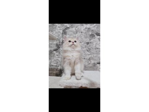 Orijinal safkan british longhair erkek yavru