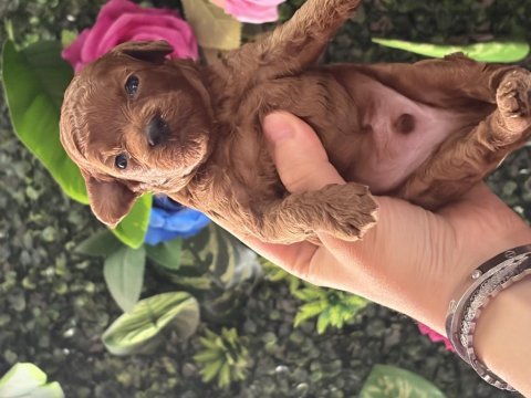 Poodle bebeklerimiz