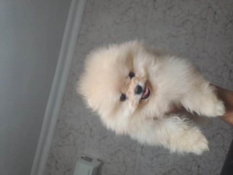 81 ile güvenli teslimat pomeranian yavrular