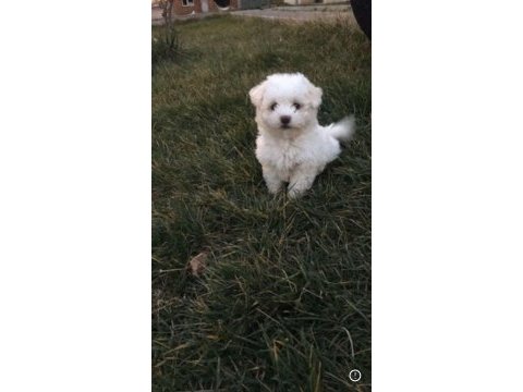 Maltese terrier acil sahiplendirme