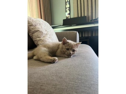 Safkan fawn british shorthair erkek
