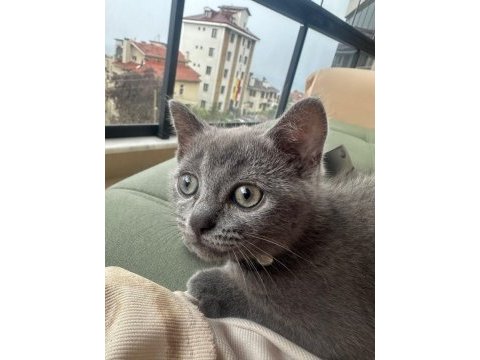 Yavru british shorthair kedisi