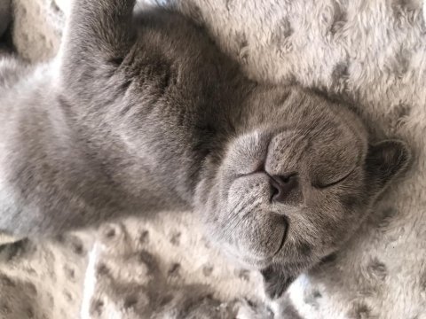 Ankara scottish fold kedi sahiplendirme