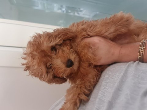 Yakışıklı bal poodle