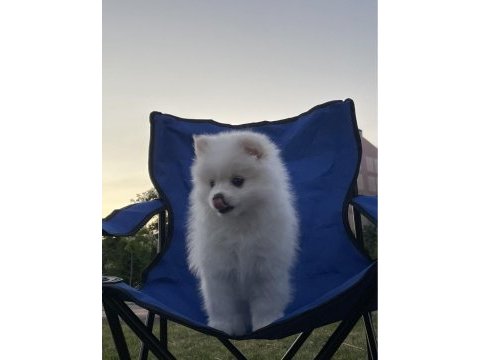 Teslime hazır pomeranian spitz yavrularımız