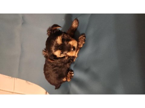 1 erkek kaldı yorkshire terrier