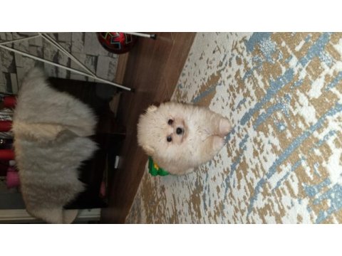Gunu gelem asilari yapildi 45 gunluk pomeranian bebegimiz
