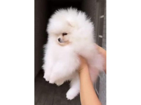 Pomeranian yavrular