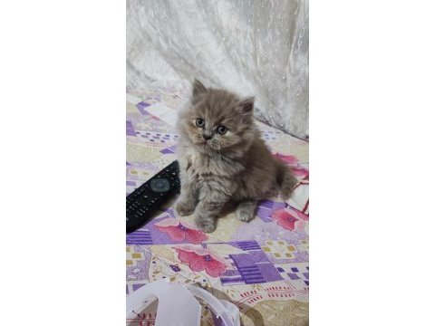 Prensesim ilansa british longhair