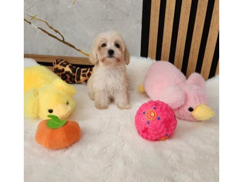 Maltipoo  yavrularımız 