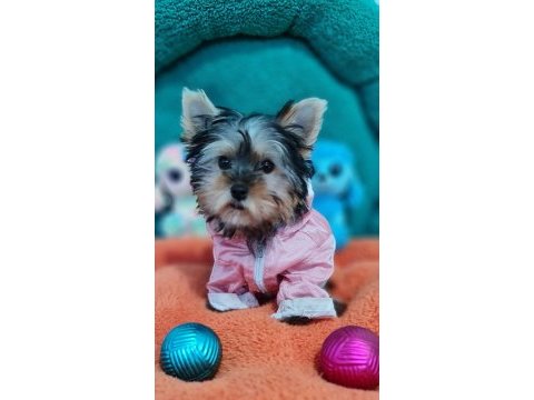 Şecereli teacup dişi yorkshire terrier yavrumuz