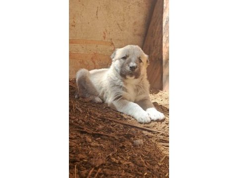 Orjinal kangal köpeği yavrular