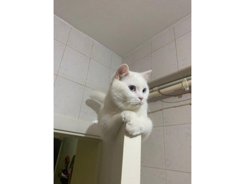 Ücretsiz sahiplendirme erkek british shorthair