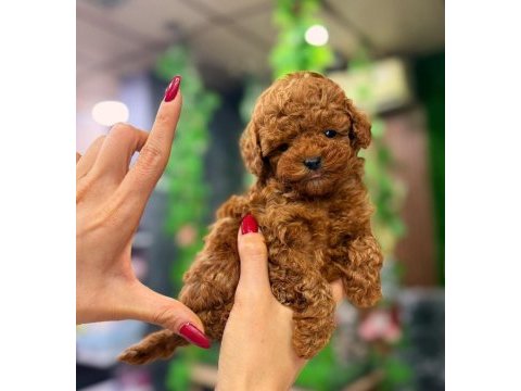 Kıvırcık poodle bebeğimiz
