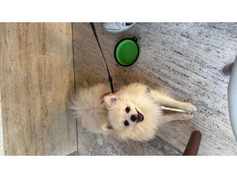 Dünyanın en enerjik ve sevecen köpeği leo