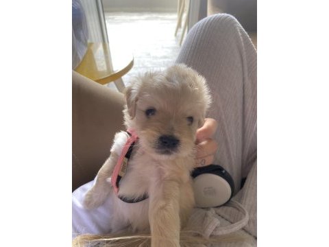Bebek maltipoo