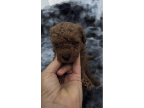Sağlık ve ırk garantili ev yavrusu poodle