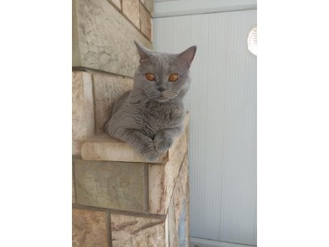 2,5 yaşında british shorthair kedimiz sahiplendirilecektir