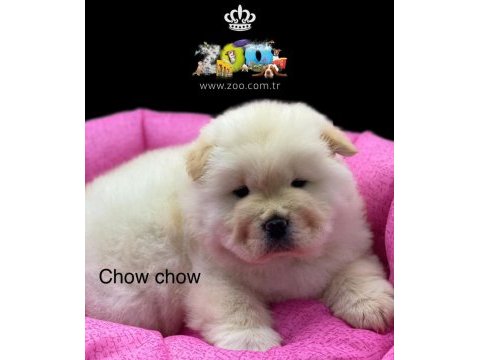 Dişi ve erkek chow chow (çin aslanı) yavrularımız
