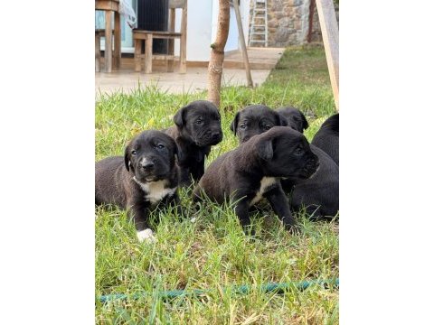 Cane corso 45 günlük yavrular mükemmel genetik
