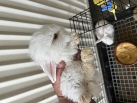 Yavru lop tavşanlar