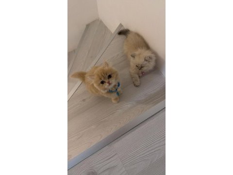 British longhair yavru