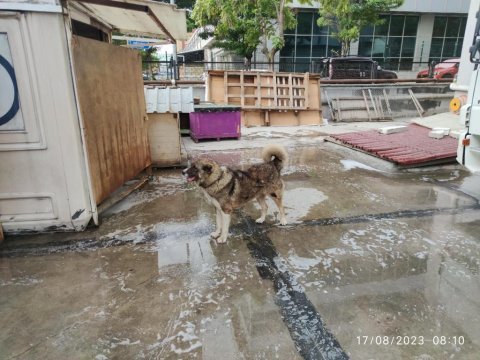 Kafkas çoban köpeği