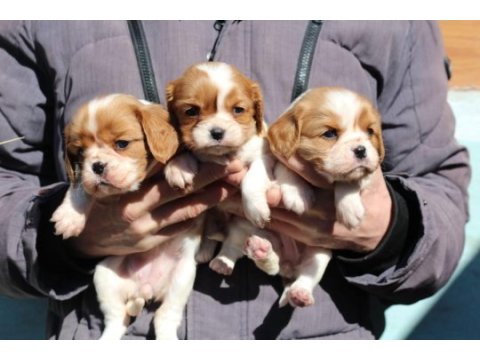 Cavalier king charles dişi ve erkek köpekler