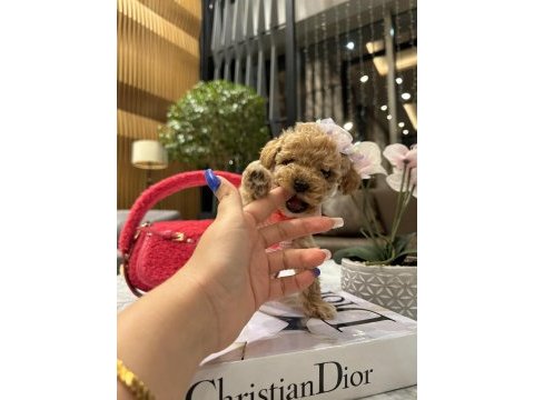 Özel f2 maltipoo bebeklerim