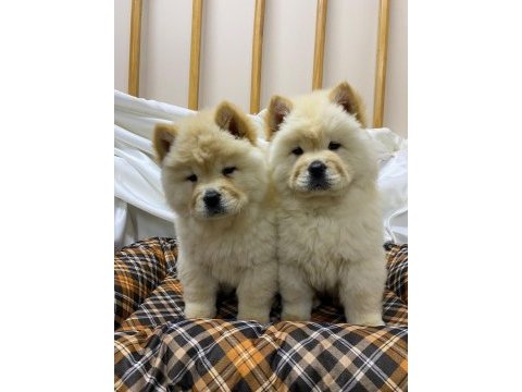 K9 avrupa çiftliğinden chow chow yavruları