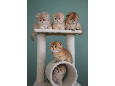 Scottish fold yavrularımız evinizin neşesi olacaktır