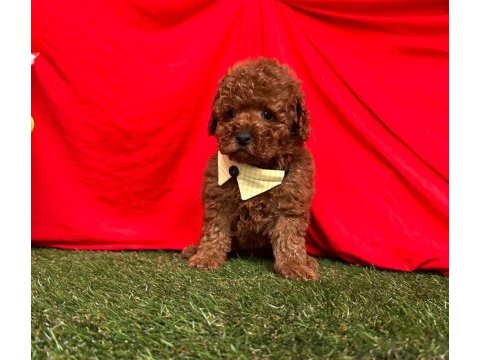 Safkan toy poodle yavrularımız