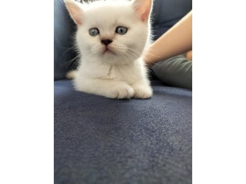 British shorthair silver point erkek yavrum