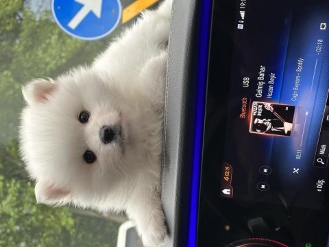 Premium ayı surat bebek pomeranian boo