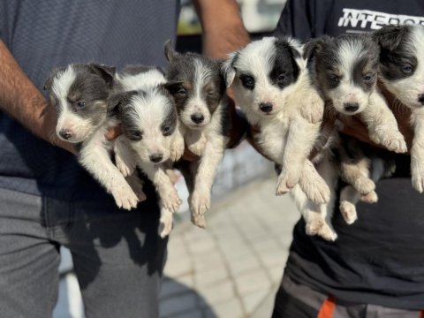 Show kalite border collie rezerveye açık